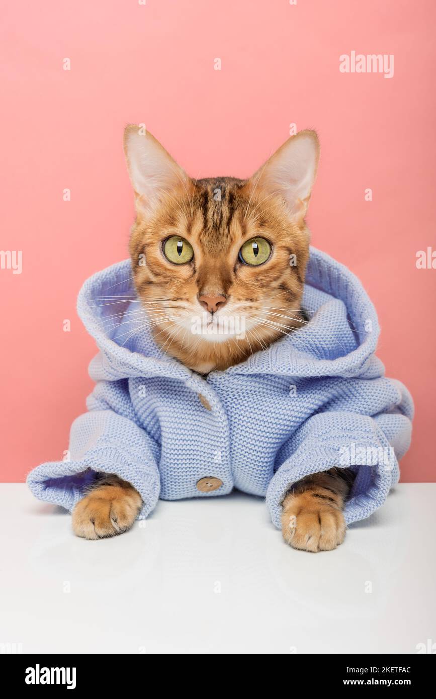 Coole Bengal Katze in einem gestrickten blauen Hoodie auf einem rosa Hintergrund. Stockfoto