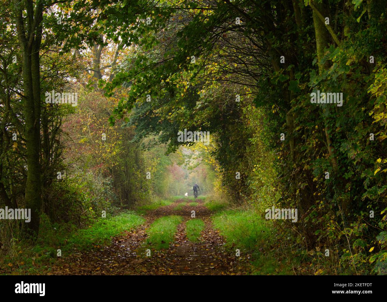 Baum gesäumter Fußweg im Herbst mit Figur in der Ferne Stockfoto