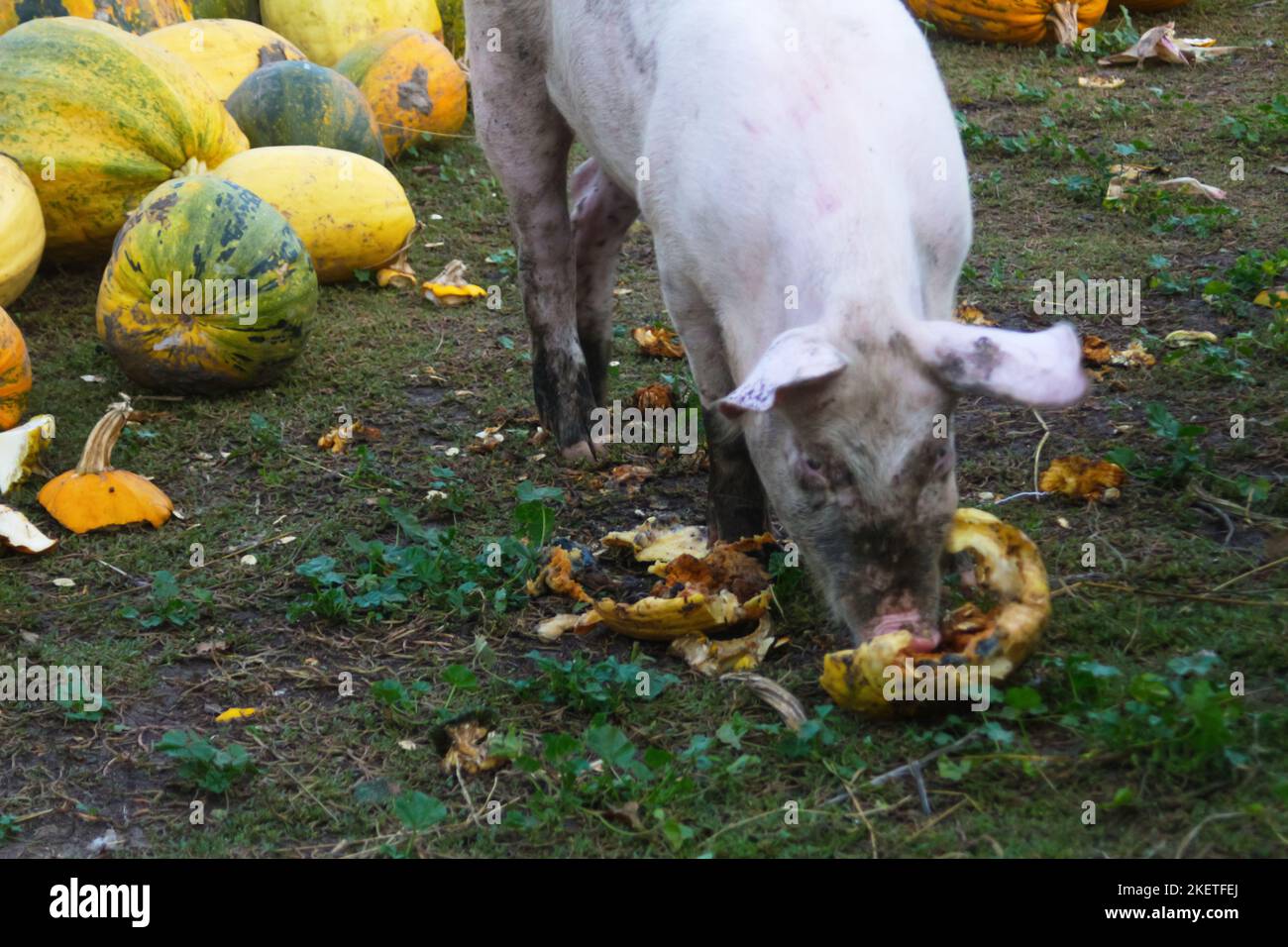 Unschärfe Schwein auf dem Bauernhof Kürbisse essen. Glückliche Schweine auf der Schweinehaltung. Ferkel. Schweine essen auf einer Wiese in einer Bio-Fleischfarm. Nicht fokussiert Stockfoto