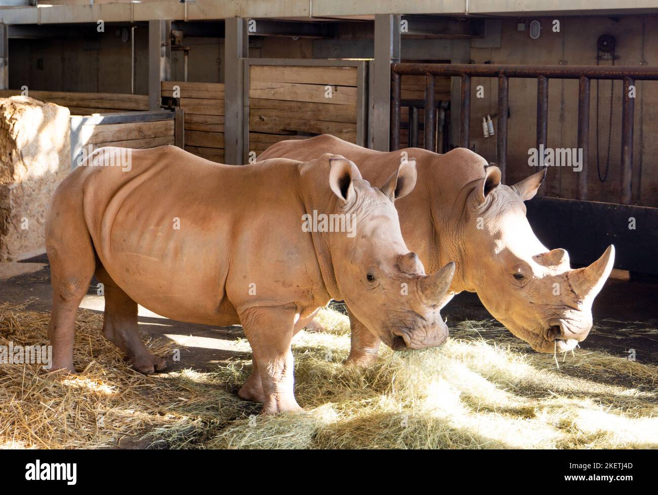 Erfurt, Deutschland. 14.. November 2022. Die weißen Nashörner Stella (r) und Lottie zeigen sich im Zoo Erfurt erstmals der Öffentlichkeit. Bald wird der renovierte Außenbereich des Nashornhauses für Besucher wieder geöffnet. Quelle: Michael Reichel/dpa/Alamy Live News Stockfoto