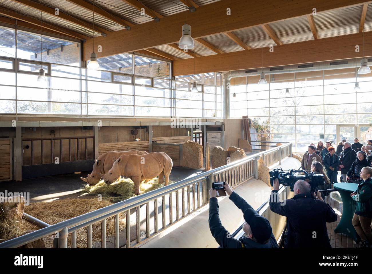 Erfurt, Deutschland. 14.. November 2022. Die weißen Nashörner Stella (l) und Lottie zeigen sich erstmals im Zoo Erfurt der Öffentlichkeit. Bald wird der renovierte Außenbereich des Nashornhauses für Besucher wieder geöffnet. Quelle: Michael Reichel/dpa/Alamy Live News Stockfoto