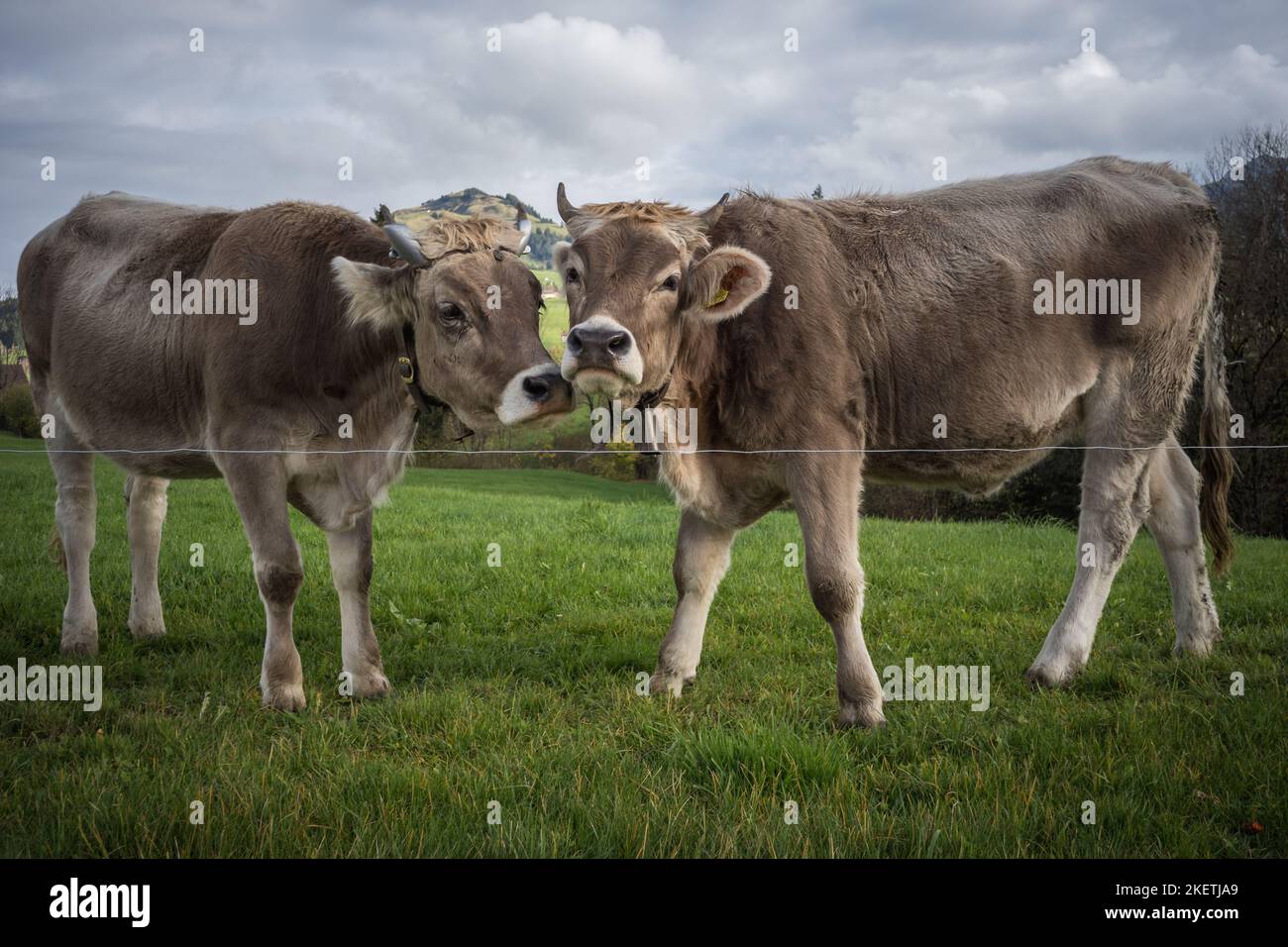 Kühe im Appenzellerland auf einer Weide Schweiz Stockfoto