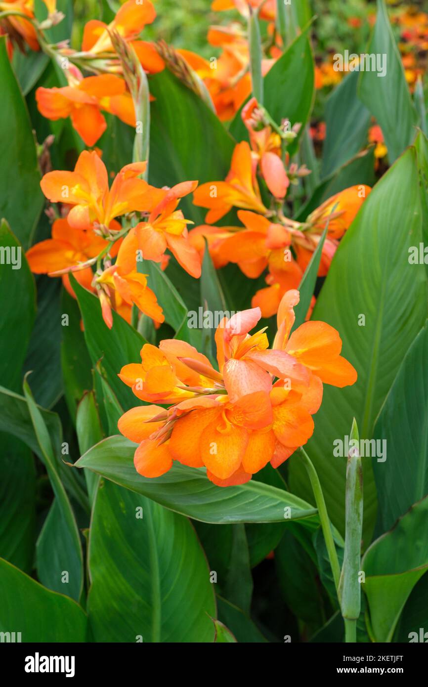 Canna 'Orange Punch', Canna Lily Orange Punch, tangerine orange Blüten Stockfoto