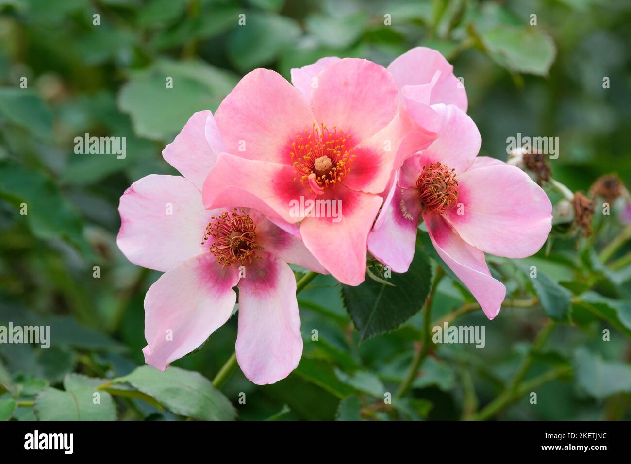 Rosa nur für die Augen, Rosa 'Cheweyesup', Floribunda Rose, satte rosa Blüten mit rotem Fleck an der Basis jedes Blütenblattes. Stockfoto