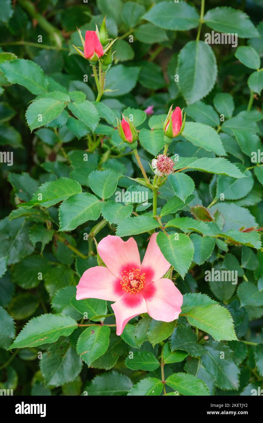 Rosa nur für die Augen, Rosa 'Cheweyesup', Floribunda Rose, satte rosa Blüten mit rotem Fleck an der Basis jedes Blütenblattes. Stockfoto