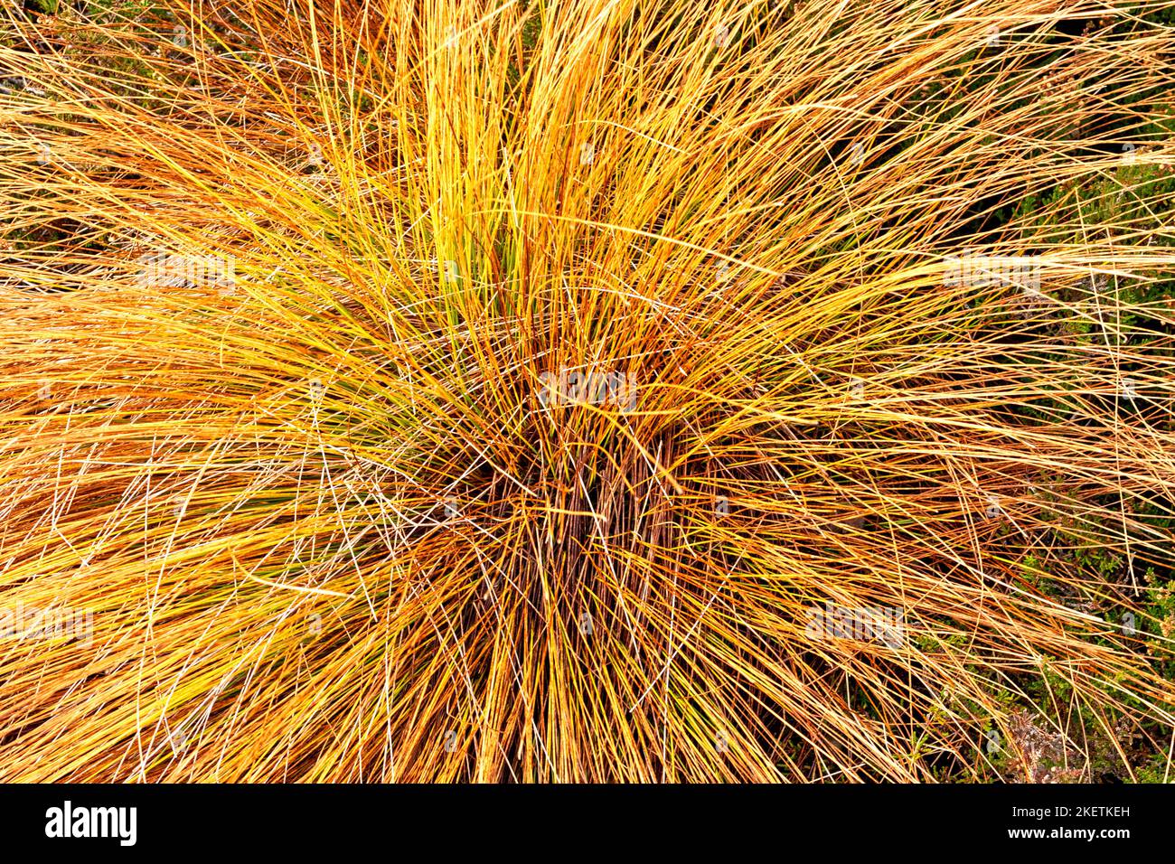 Gras oder Sedge Schottland in bunten Herbstfarben Stockfoto