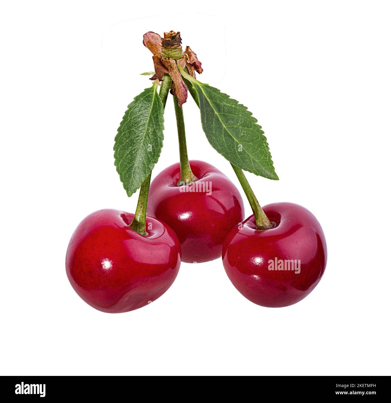 Cherry isoliert auf weißem Hintergrund Stockfoto