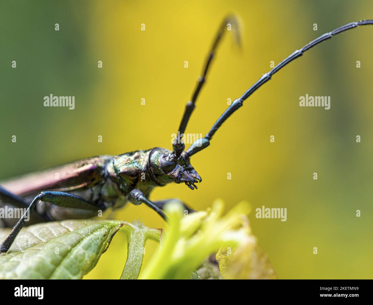 Moschus-Käfer Stockfoto