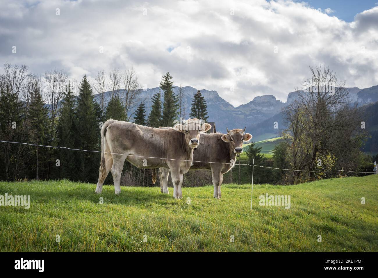 Kühe im Appenzellerland auf einer Weide Schweiz Stockfoto
