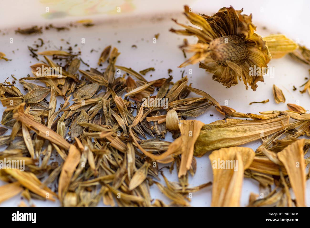 Getrockneter Zinnia-Blütenkopf. Sammeln von Samen für die Vermehrung. Gartenarbeit Hintergrund. Stockfoto