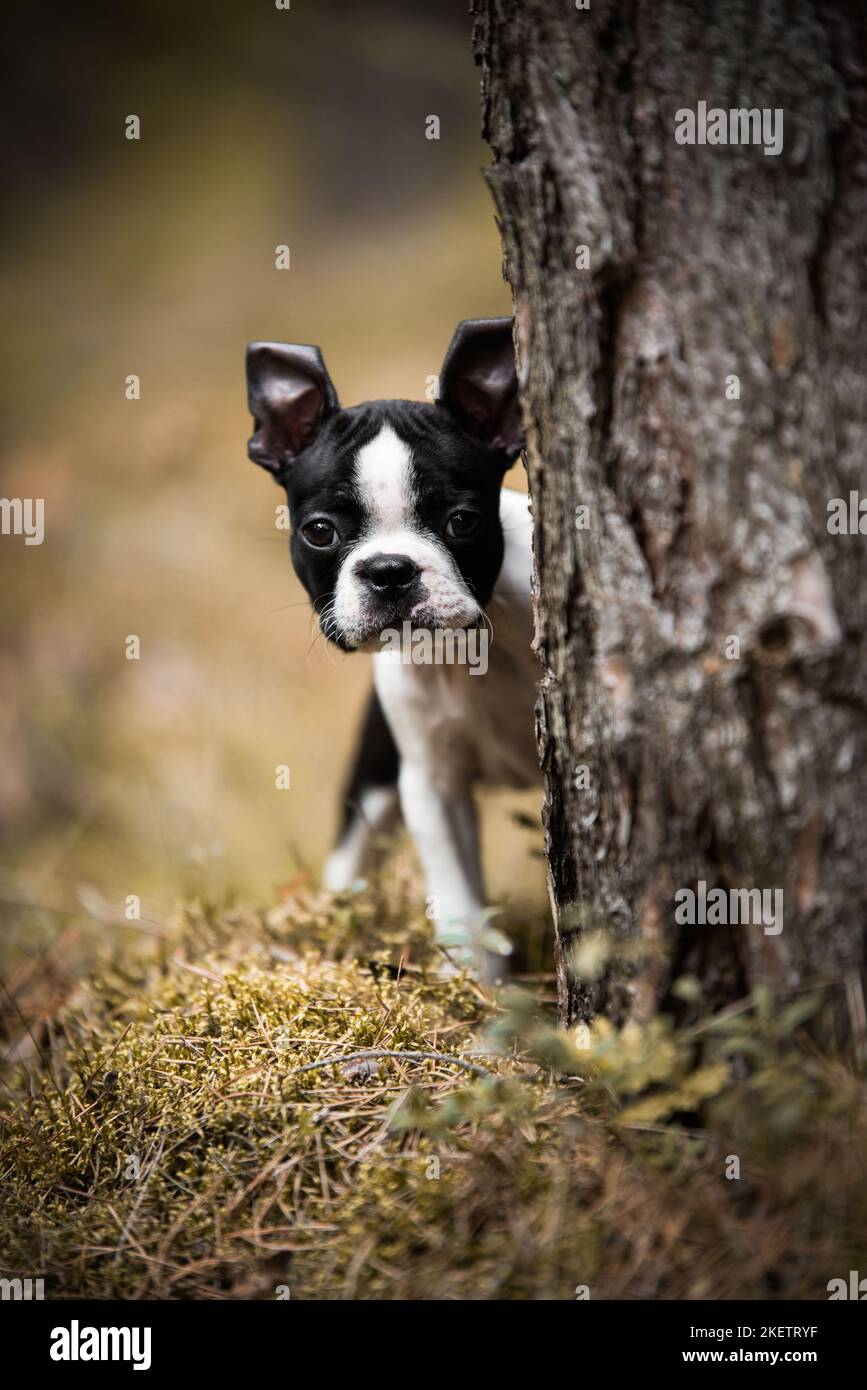 Boston Terrier Stockfoto