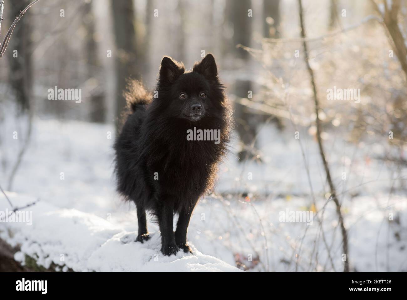 Mittlerer spitzrücken im Winter Stockfoto