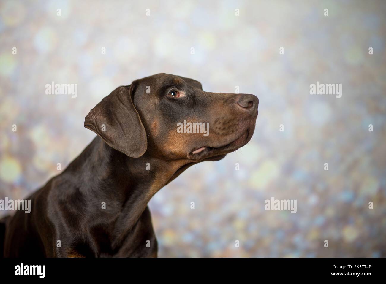 Doberman Pinscher Stockfoto