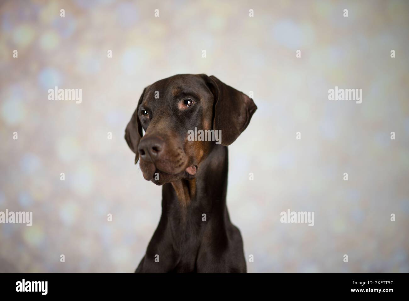 Doberman Pinscher Stockfoto