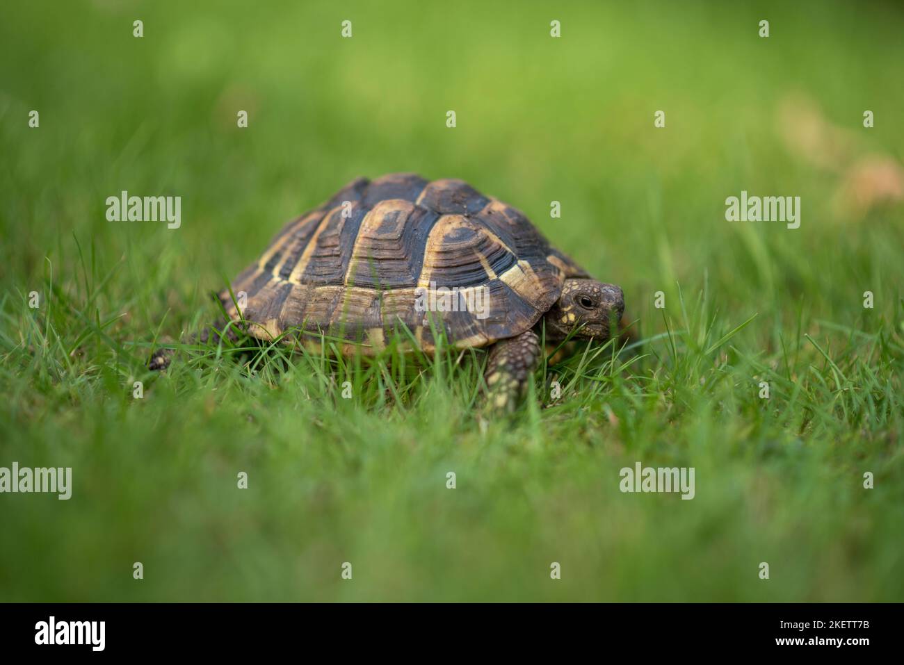 Hermann Schildkröte Stockfoto