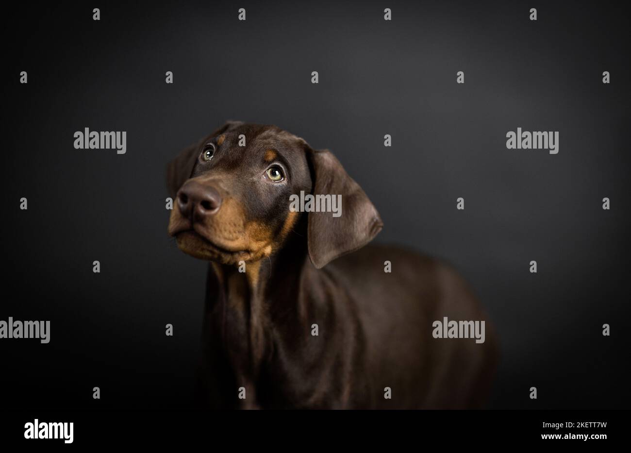 junger Dobermann Stockfoto