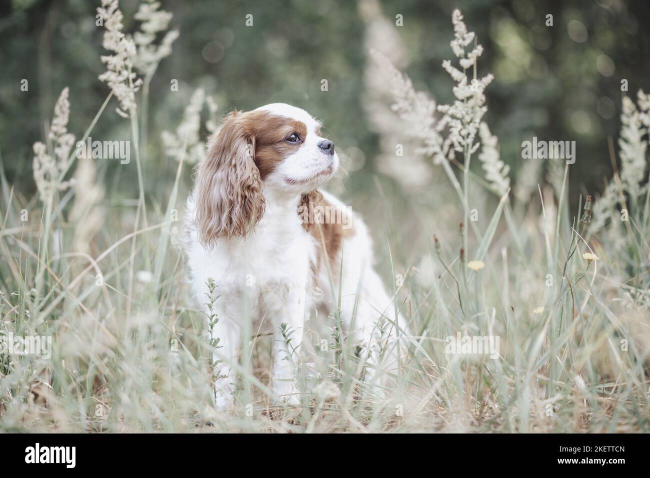 Erwachsener Kavalier König Charles Spaniel Stockfoto