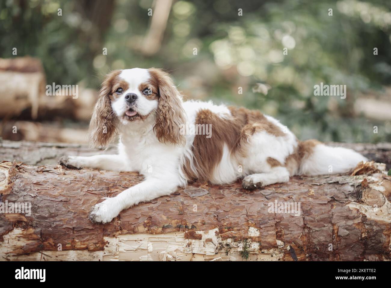 Erwachsener Kavalier König Charles Spaniel Stockfoto