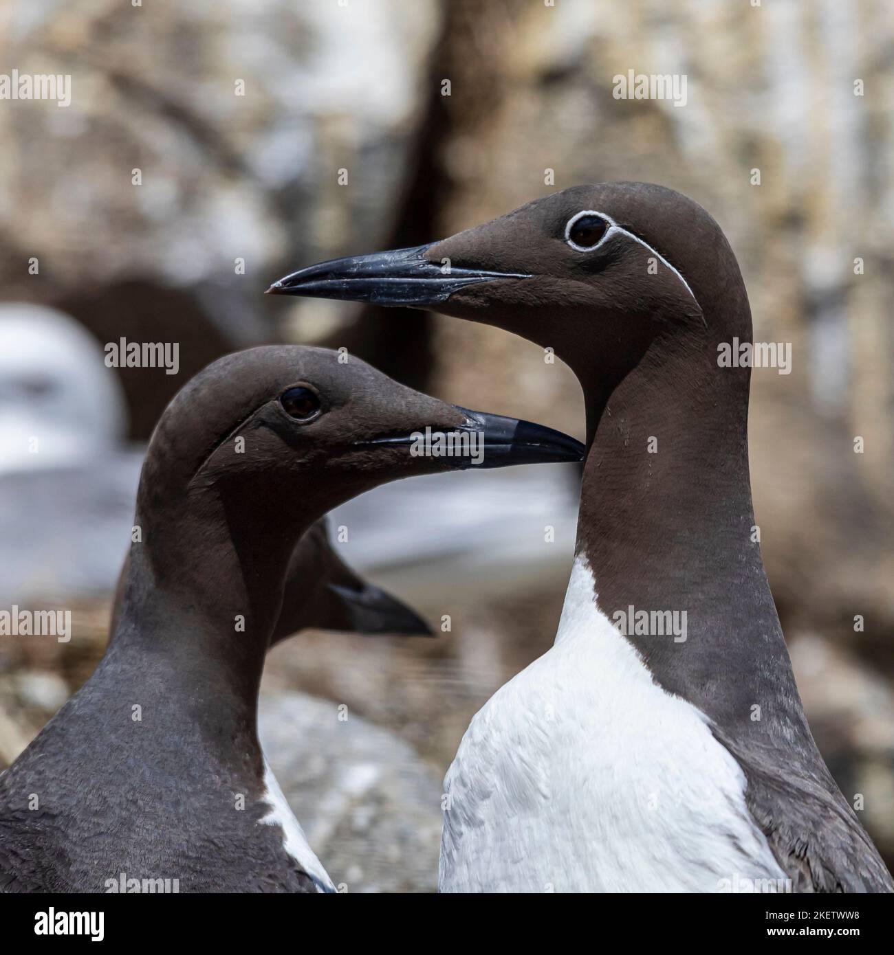 guillemot und gebremste Guillemot uria aalge an ihrem Nistplatz auf den Farne-Inseln Stockfoto