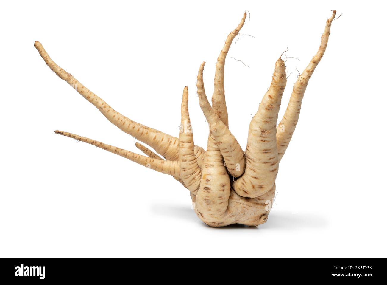 Deformierte frische rohe Pastinake isoliert auf weißem Hintergrund Stockfoto