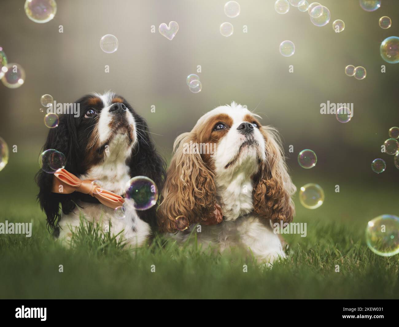Cavalier King Charles Spaniel liegend Stockfoto