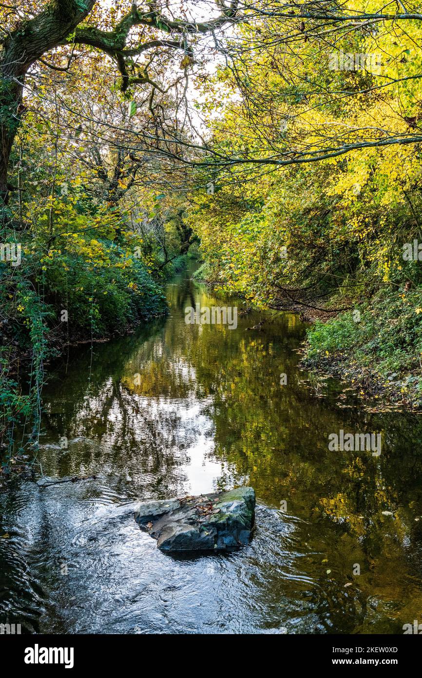 Herbstlicher Nachmittagskanal mit spiegelgelben Blättern und Bäumen Stockfoto