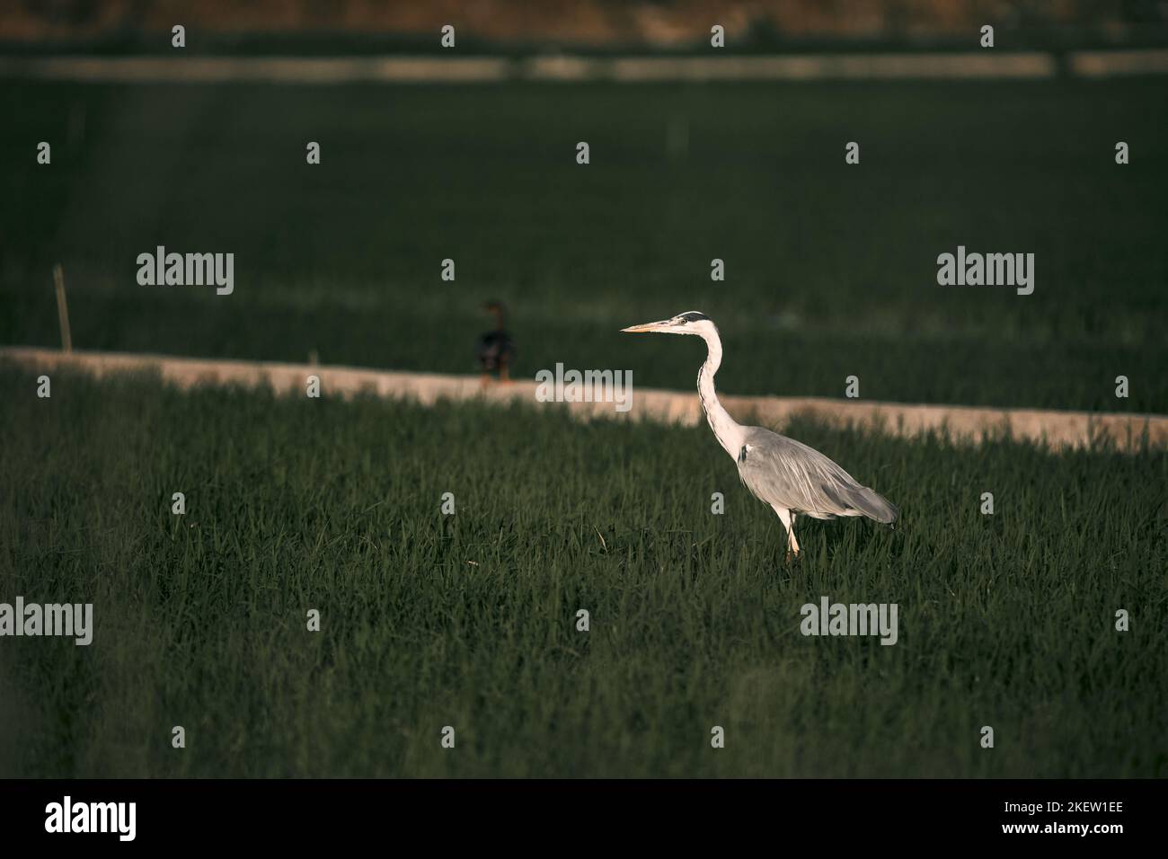Vogel mit langem Hals, großem Schnabel und grauen Flügeln, der bei Sonnenuntergang auf dem gesät Feld thront, Naturpark albufera valencia, spanien Stockfoto