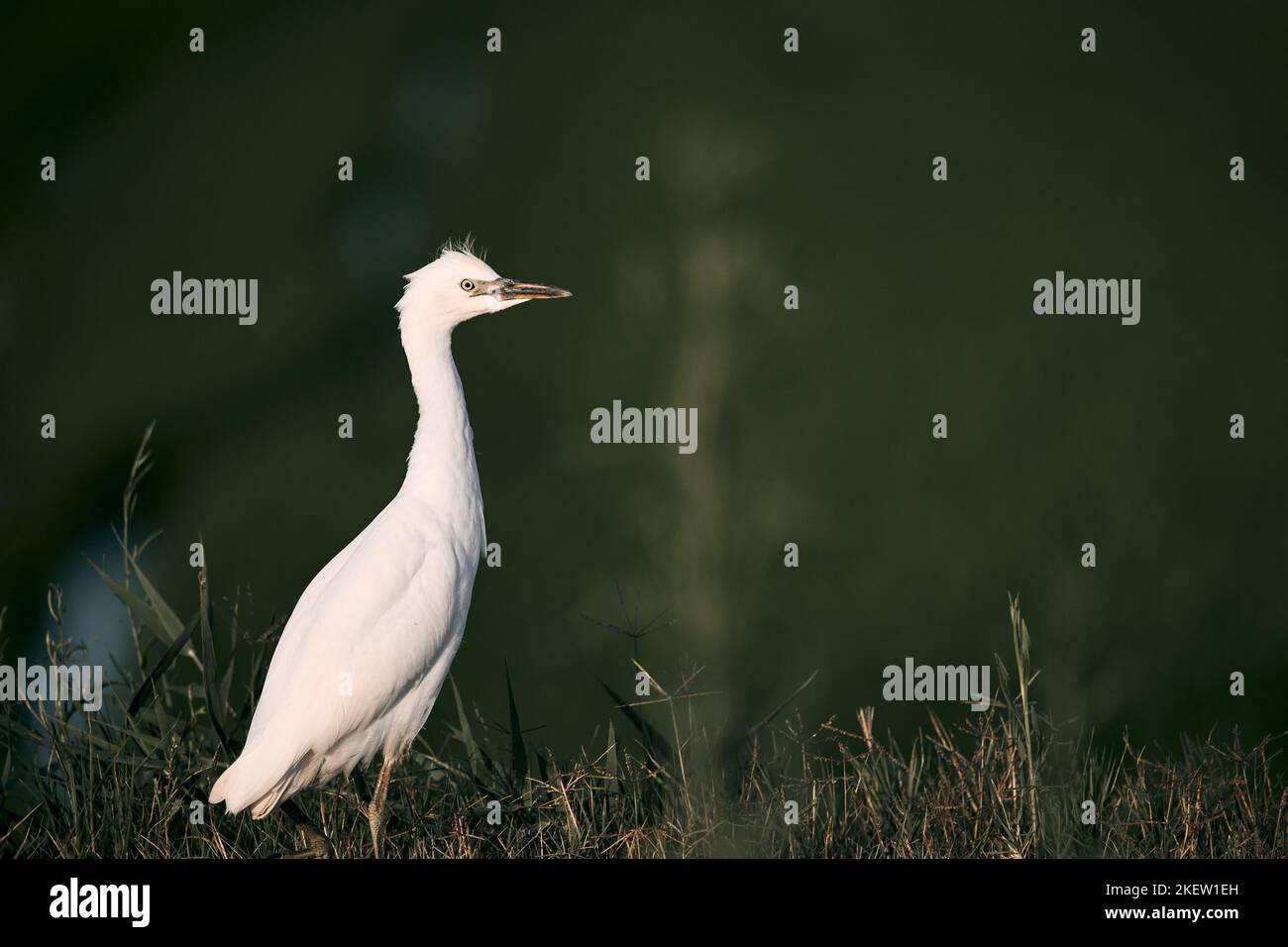 Weißer Vogel, der bei Sonnenuntergang ruhig auf Feldgras steht, albufera Naturpark valencia, spanien Stockfoto