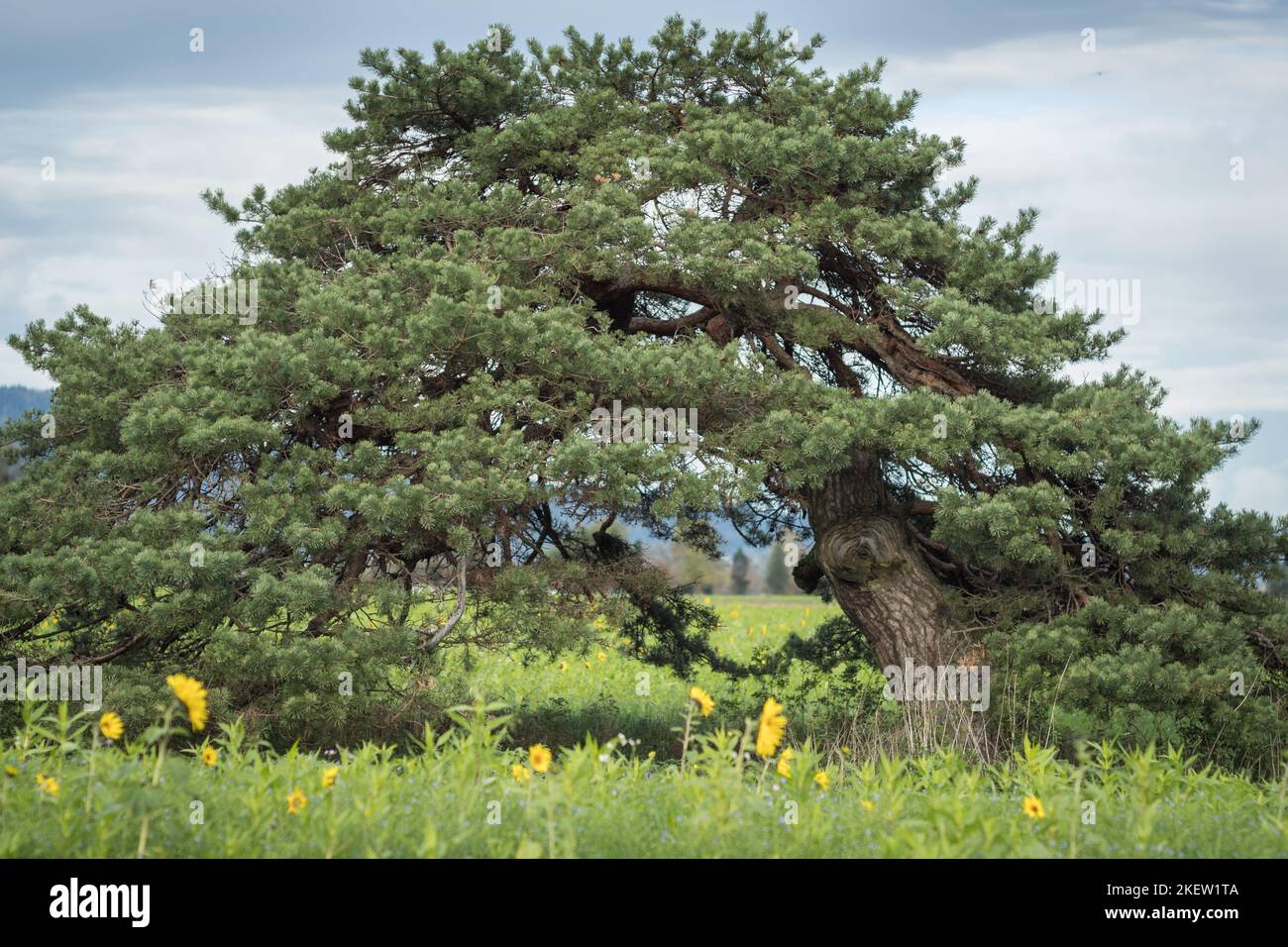 Baum - Windflüchter Kiefer im Sonnenblumenfeld, Appenzeller Land Schweiz Stockfoto