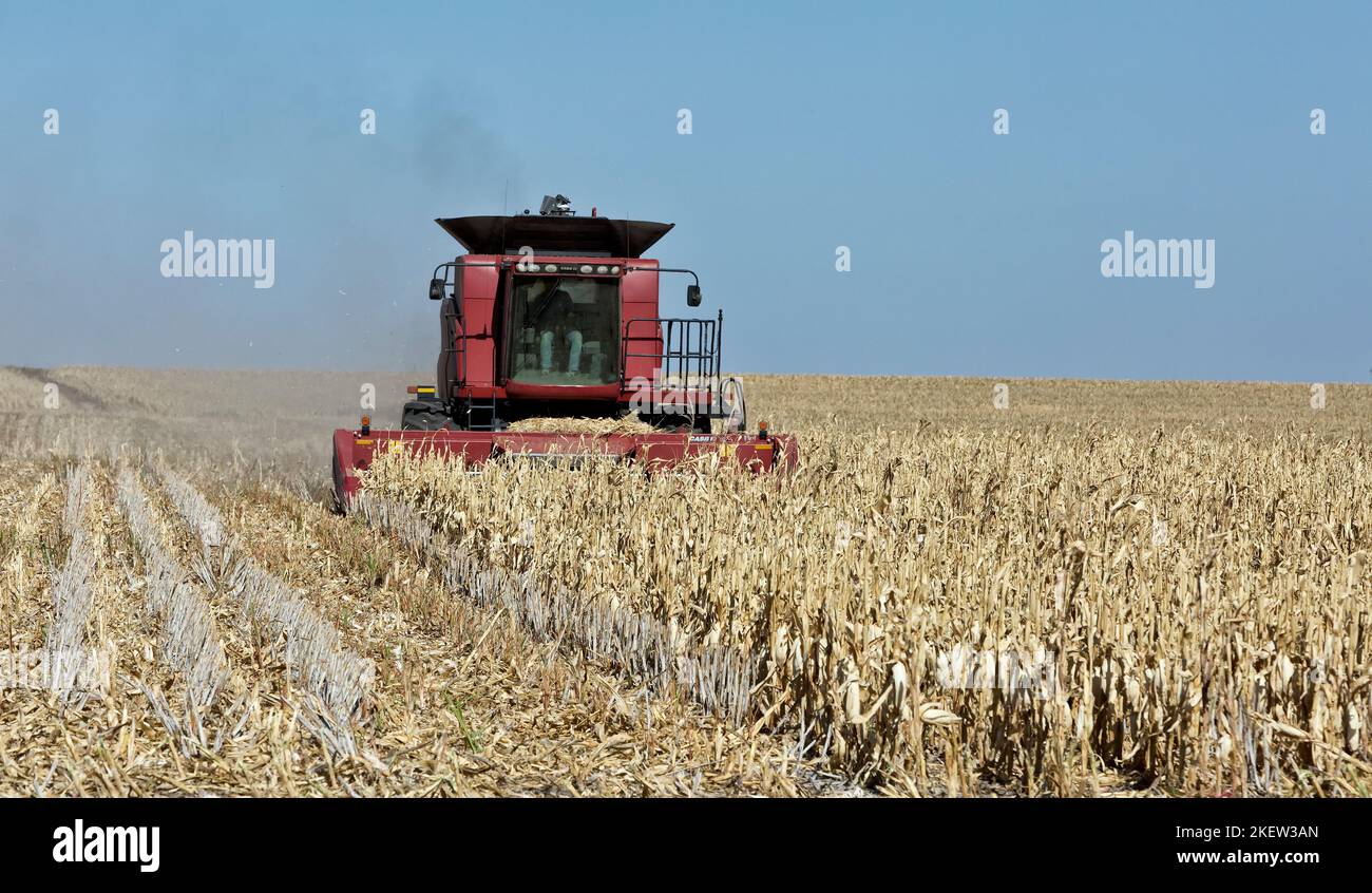 Case IH 7088 Combine, Farmer erntet reifen Mais „Zea mays“, Getreideaufsatz, Kansas. Stockfoto
