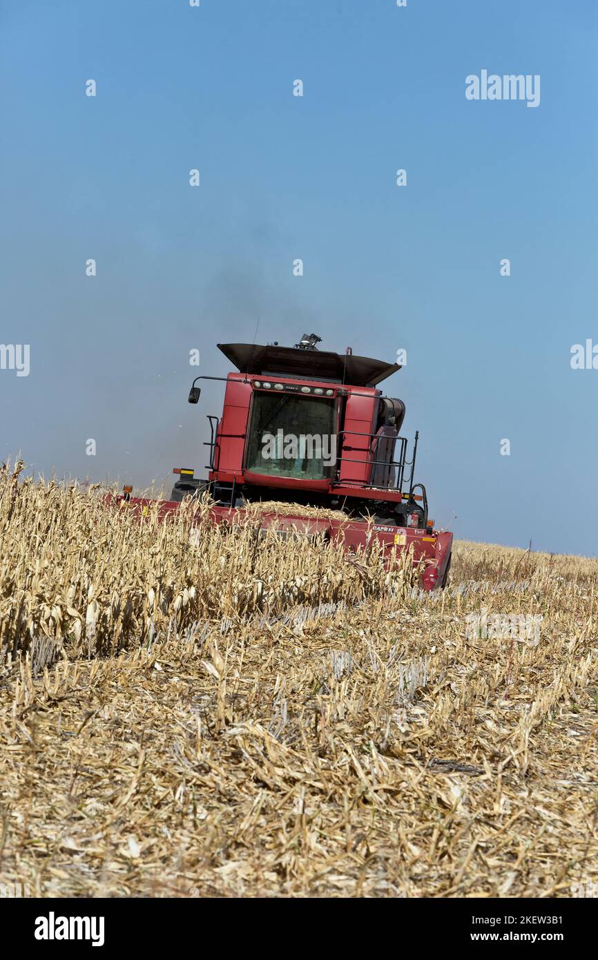 Combine Case IH7088, Farmer erntet reife Maisernte „Zea Mays“, Getreidevorsatz, Kansas. Stockfoto