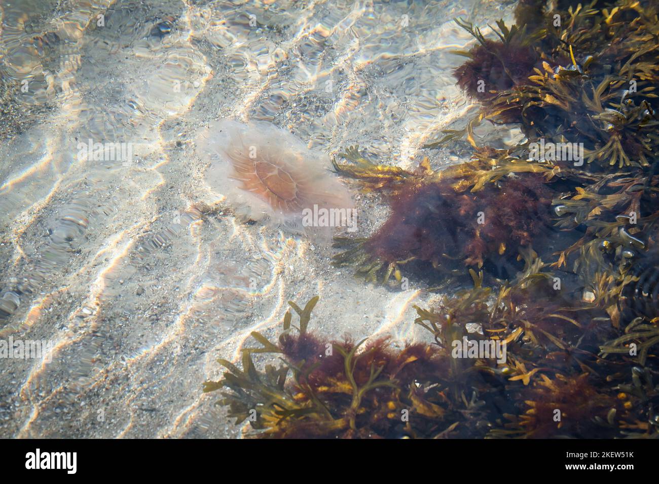 Feuerquallen an der Küste, die im Salzwasser schwimmen. Sand im Hintergrund in Wellenmuster. Tierfoto aus der Natur Stockfoto