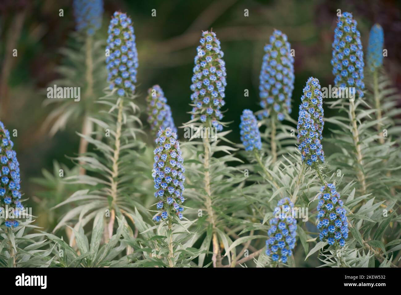 Echium candicans - Stolz der Madeira-Blumen Stockfoto