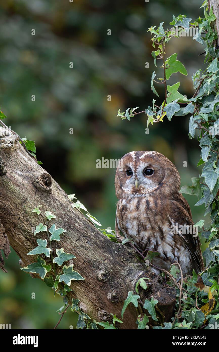 Waldkauz: Strix aluco. Gefangener Vogel, kontrollierte Bedingungen. Hmpshire, Großbritannien Stockfoto
