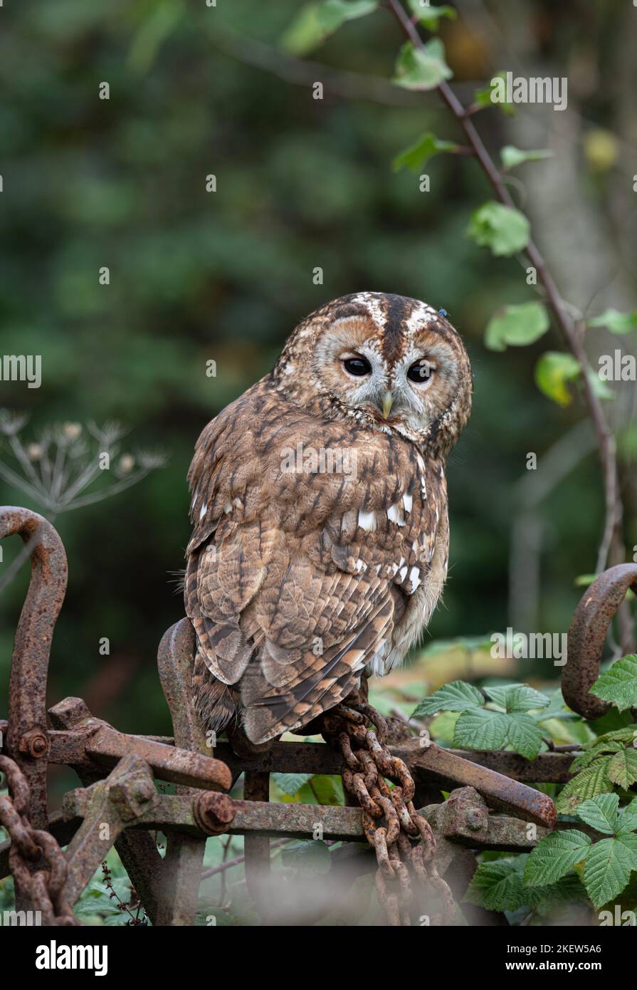 Waldkauz: Strix aluco. Gefangener Vogel, kontrollierte Bedingungen. Hmpshire, Großbritannien Stockfoto