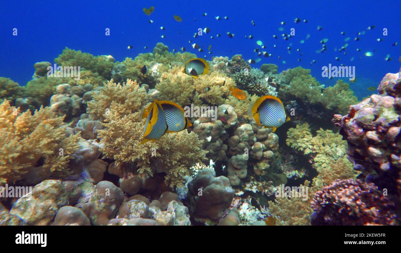Farbenfrohe tropische Fische an einem Korallenriff, erstaunlich schöne Feenwelt. In den Korallengärten des Roten Meeres. Stockfoto