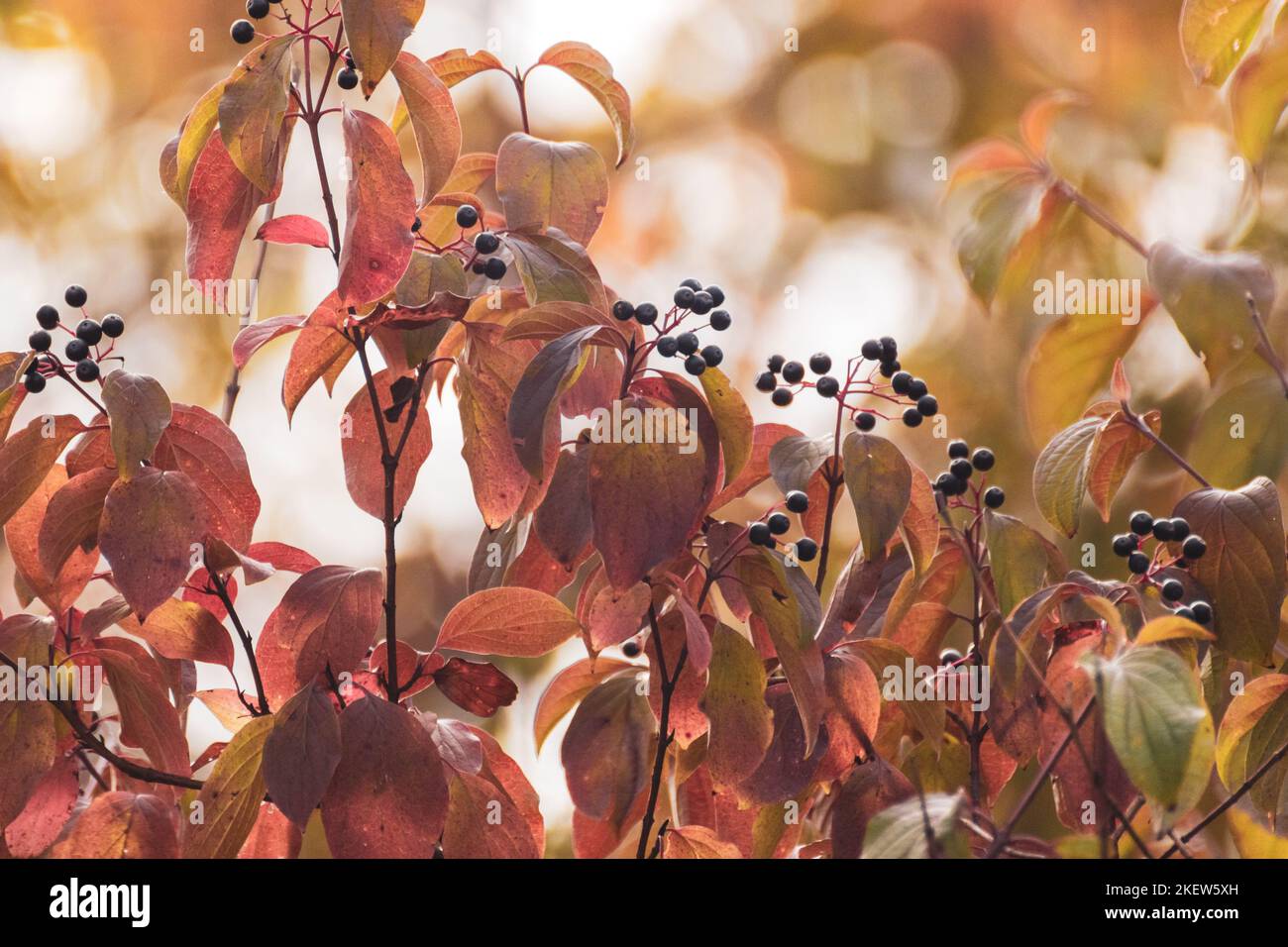 Cornus sanguinea, der gewöhnliche Dogwood Strauch, verzweigt mit schwarzen Beeren und roten Blättern. Herbstbotanik mit verschwommenem Hintergrund Stockfoto