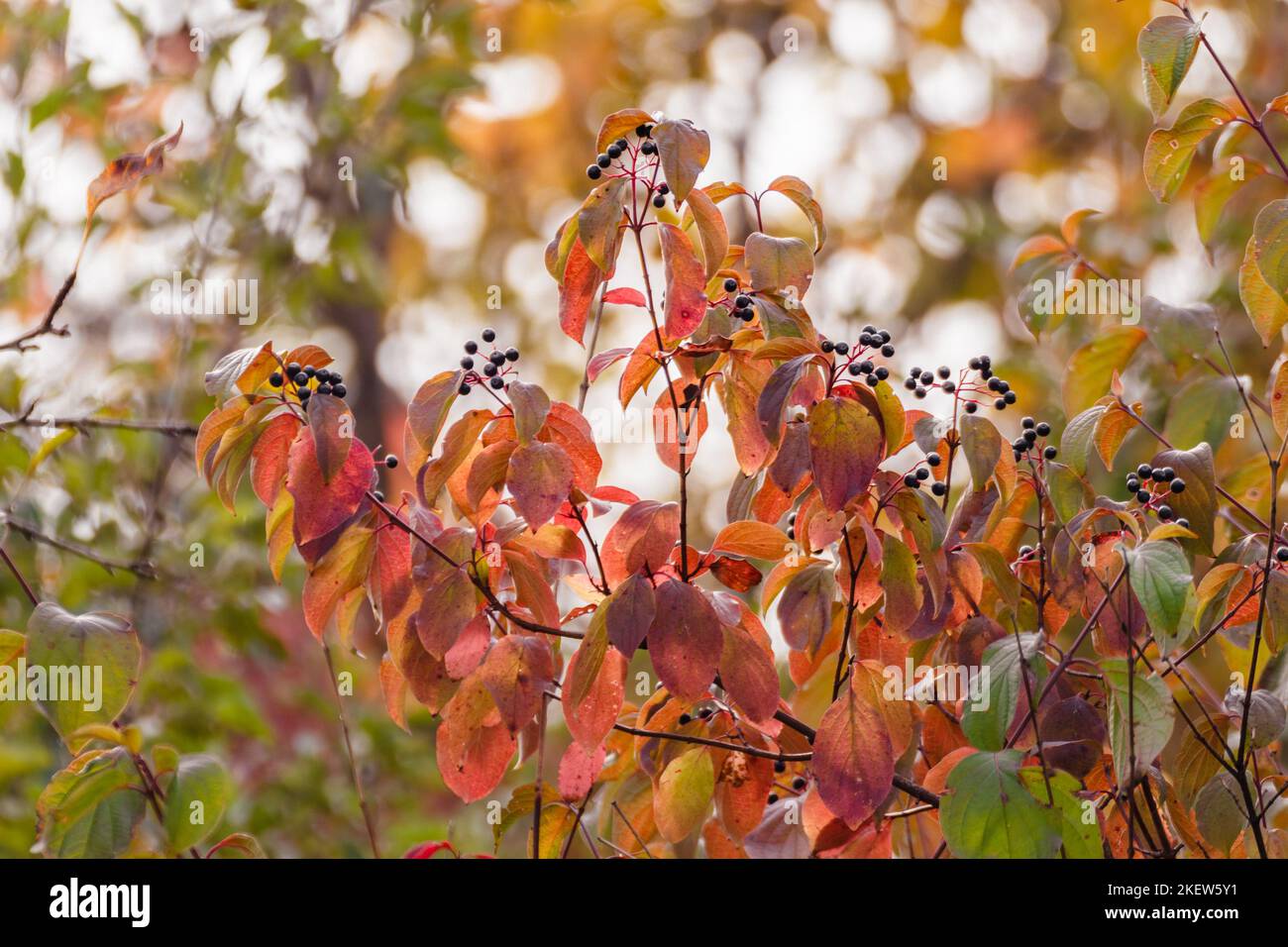 Cornus sanguinea, der gewöhnliche Dogwood Strauch mit schwarzen Beeren und roten Blättern. Herbstbotanik mit verschwommenem Hintergrund Stockfoto