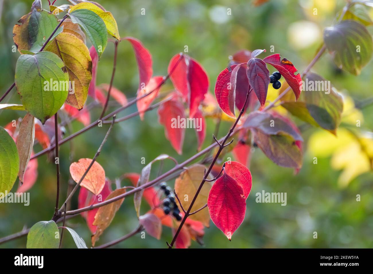 Cornus sanguinea, der gewöhnliche Dogwood-Strauch, verzweigt sich in Nahaufnahme mit dunklen schwarzen Beeren und roten Blättern. Herbstbotanik mit verschwommenem grünen Hintergrund Stockfoto