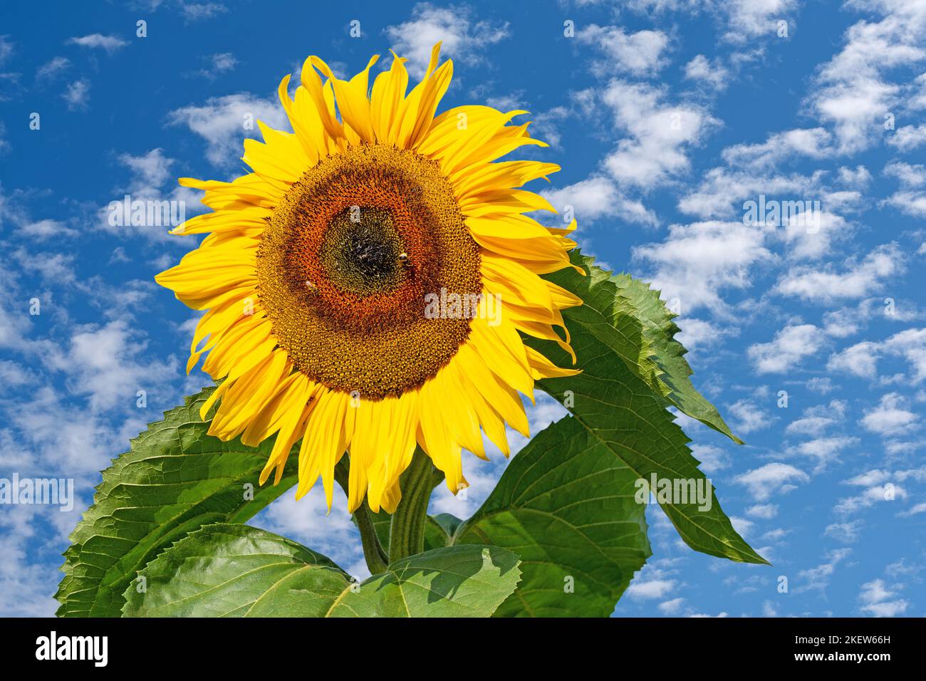 Sonnenblume an einem blauen Himmel mit flauschigen Wolken Stockfoto