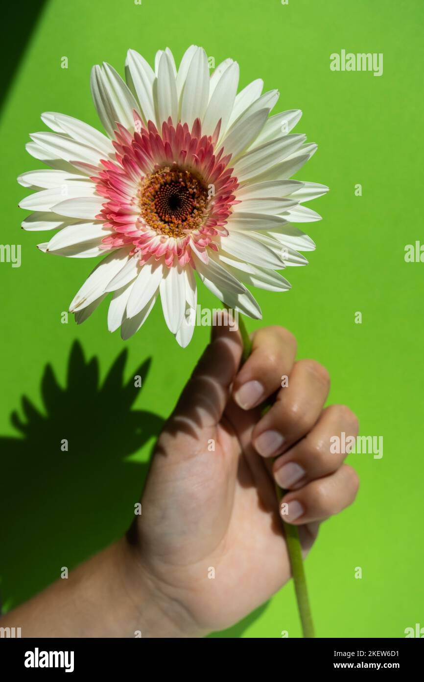 Weiße Gerbera Blume in der Hand auf grünem Hintergrund Stockfoto