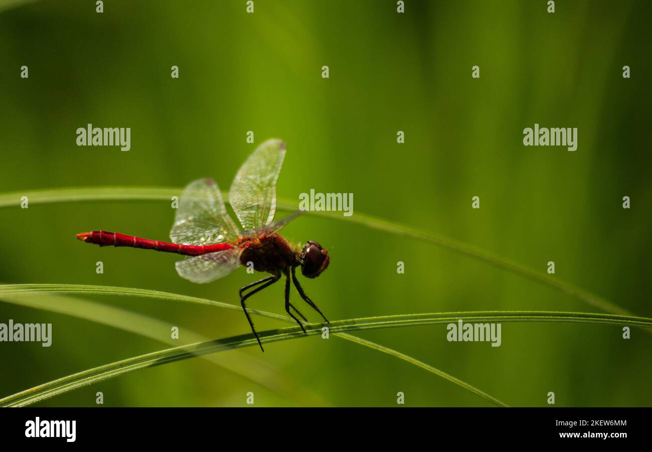 Blick auf die rote Libelle. Ein Blick auf eine rote Libelle in ihrer natürlichen Umgebung, auf einem Grashalm. Stockfoto