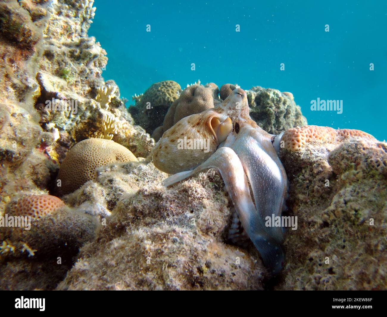Big Blue Octopus (Octopus cyanea) Octopus. Big Blue Octopus an den Riffen des Roten Meeres. Stockfoto