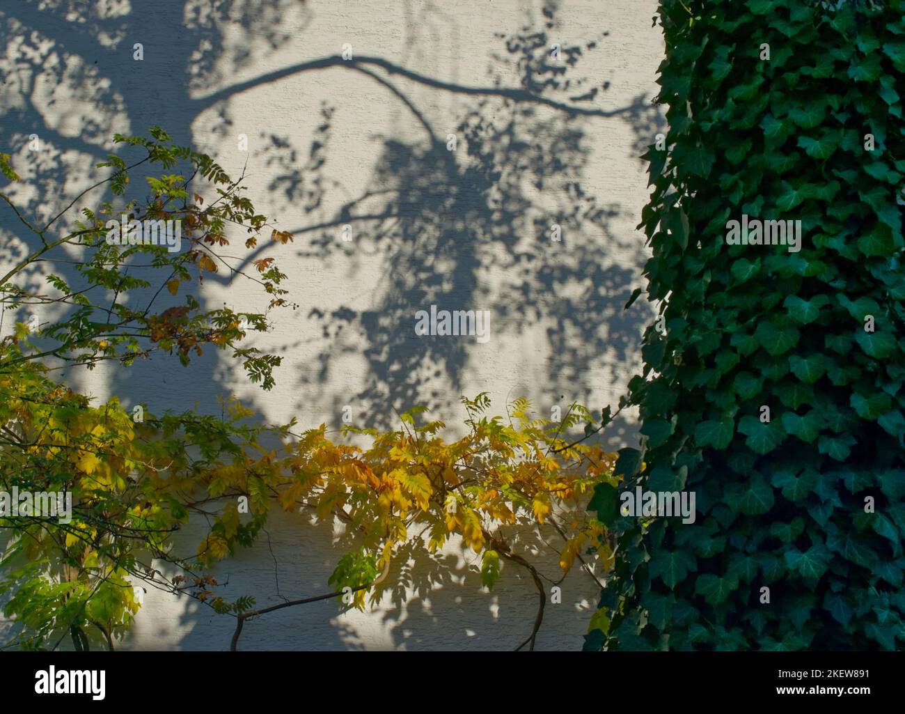 Schatten von Ästen und Blättern an einer weißen Wand, ein horizontaler Zweig mit gelben Blättern und ein grün efeublättriger Baumstamm im Vordergrund Stockfoto