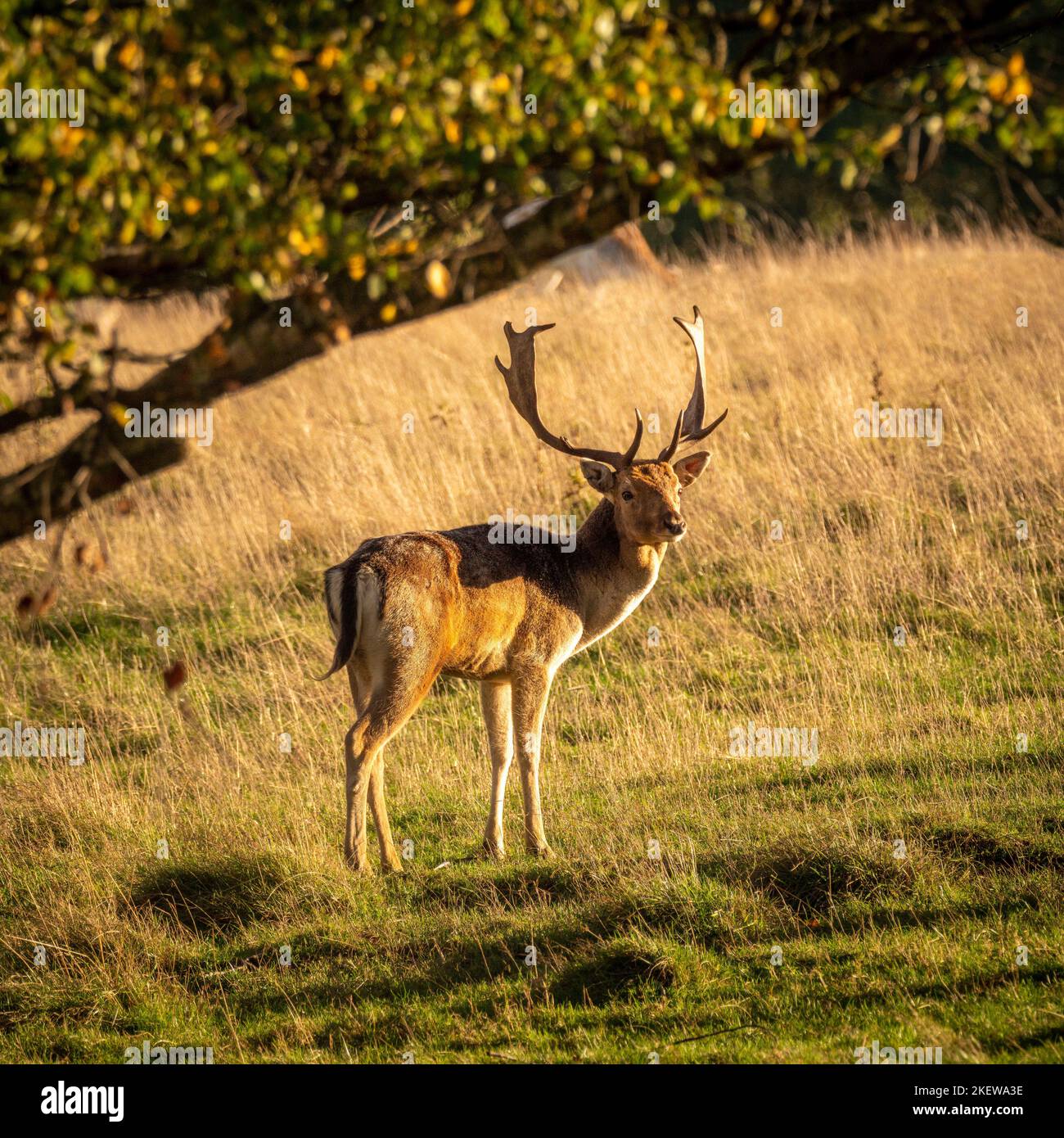 An einem sonnigen Herbsttag stehen männliche Damhirsche in der Parklandschaft der Wentworth Castle Gardens. VEREINIGTES KÖNIGREICH Stockfoto