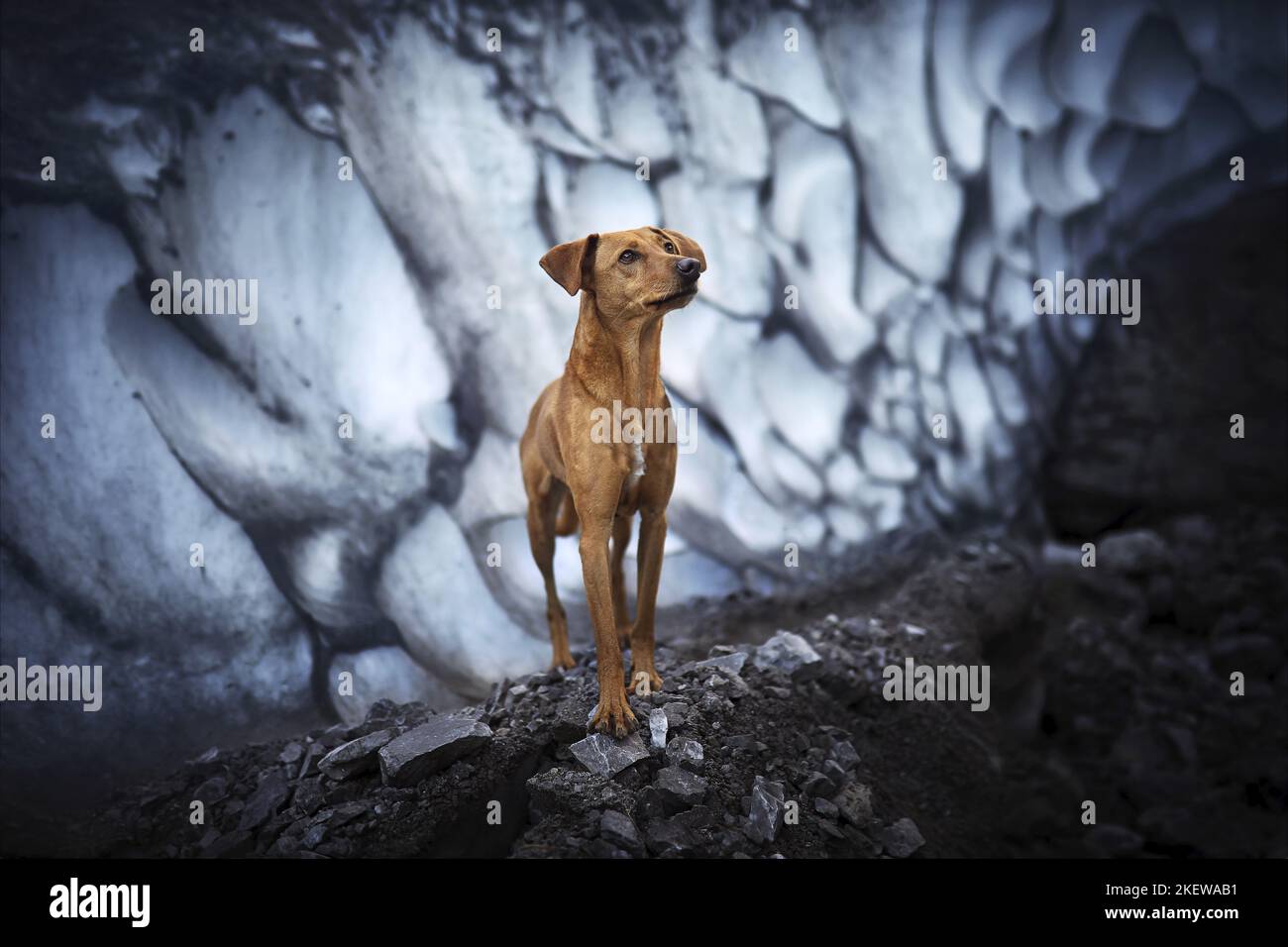 Im Stehen Podenco-Mongrel Stockfoto