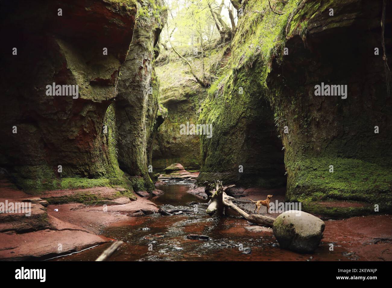 Im Stehen Podenco-Mongrel Stockfoto