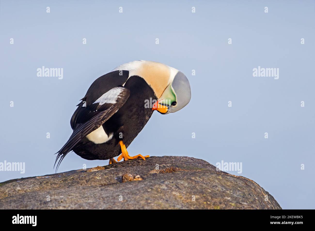 Königseider (Somateria spectabilis) männliche Seeente in der Zucht von Gefieder auf steinpfeifenden Federn im Winter Stockfoto