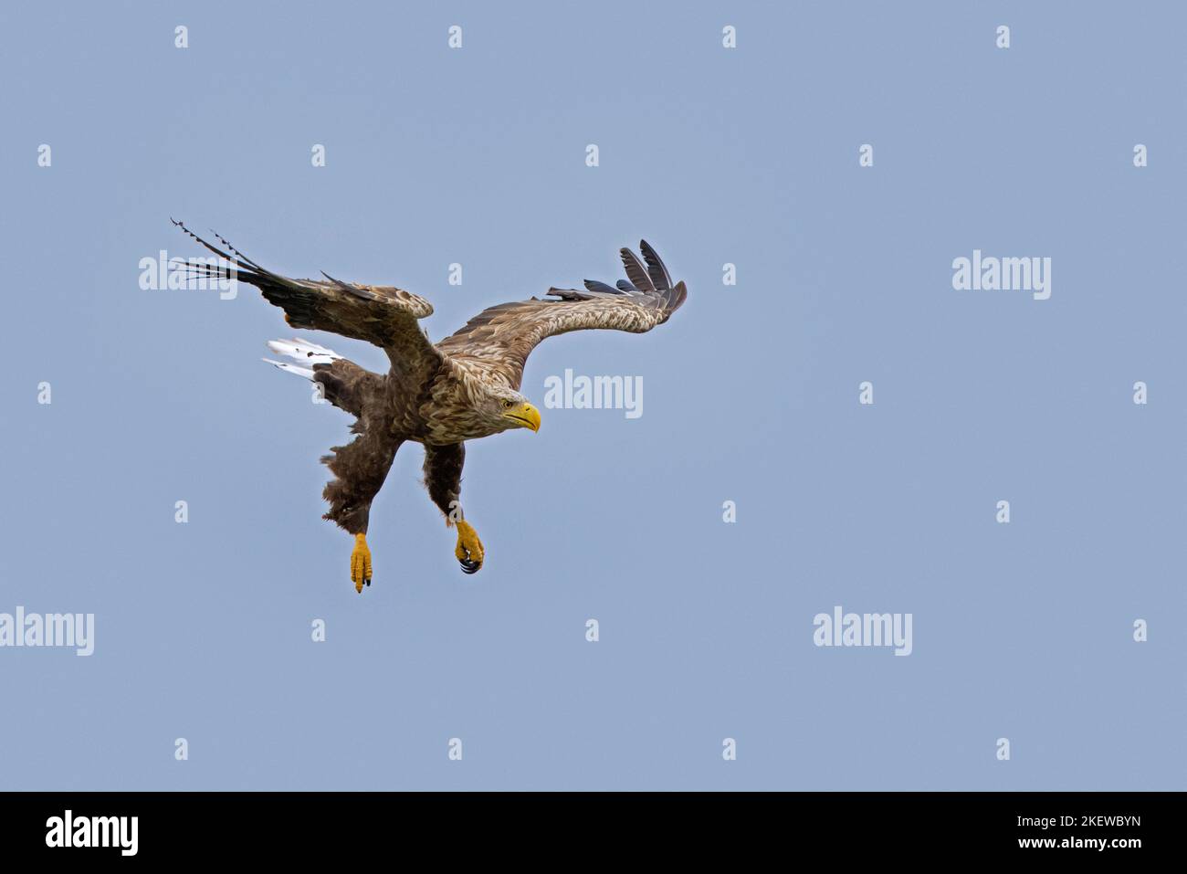 Seeadler / Eurasischer Seeadler / erne (Haliaeetus albicilla) Erwachsener im Flug und Landung im Sommer Stockfoto