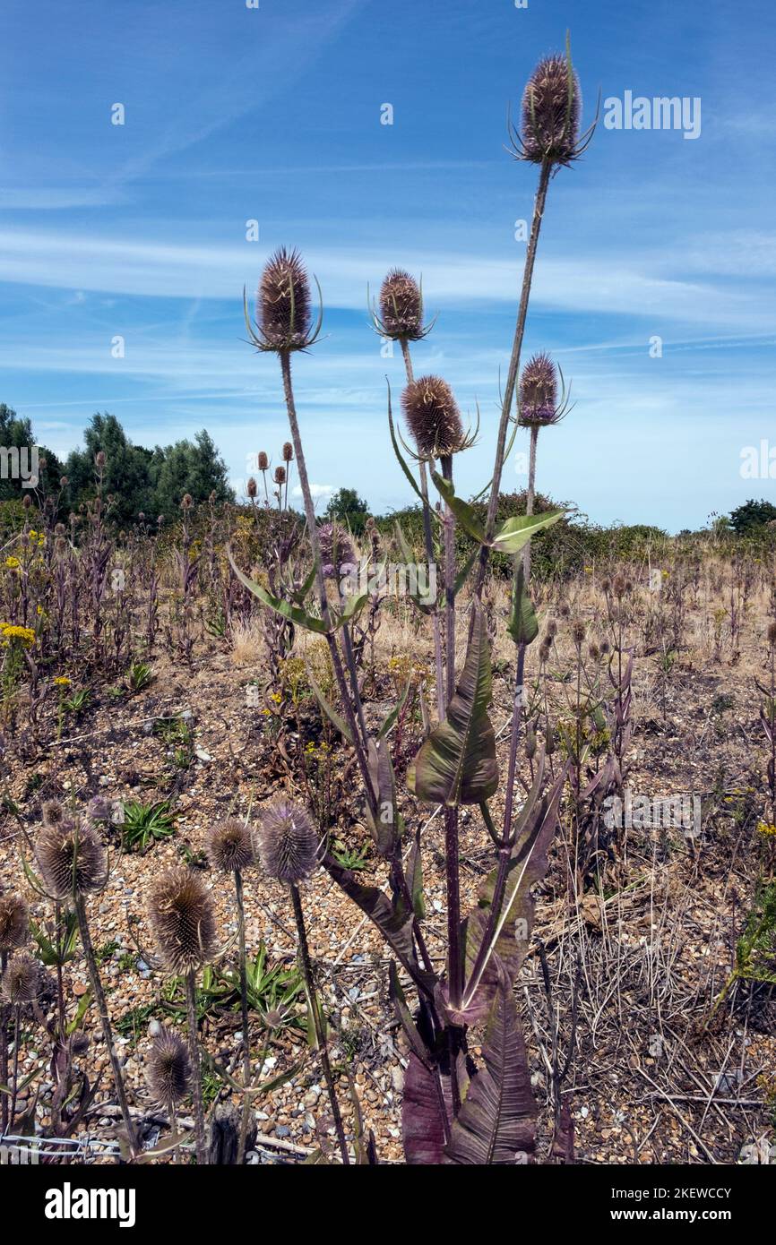 Teelpflanze (Dipsacus fullonum) gegen den Himmel, die im Schindel am Rande des Rye Harbour Nature Reserve, Sussex, England, wächst Stockfoto